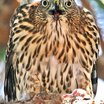 Sharp-shinned Hawk